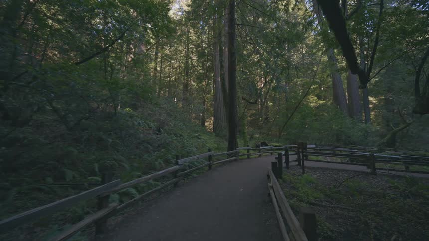 A narrow trail flanked by wooden fences winds through a dense shadowy forest of towering trees and overgrown vegetation