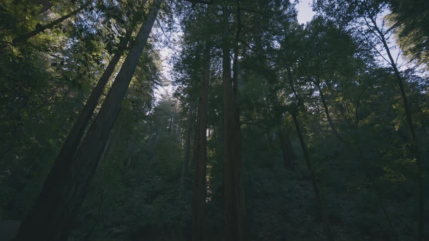 Tall trees reach up into the cloudy sky
