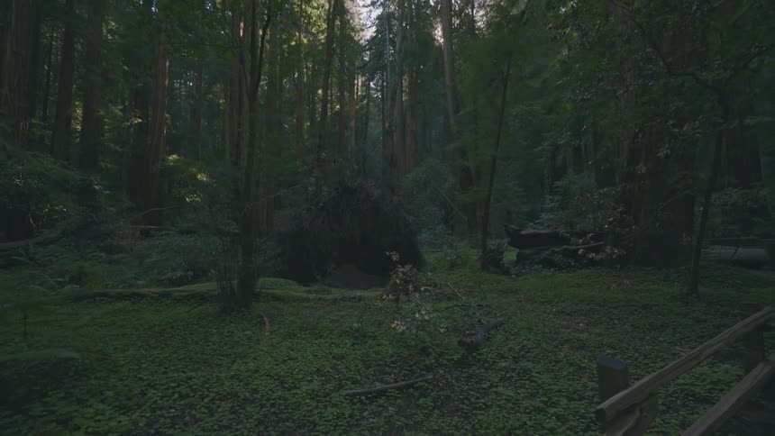 A dimly lit forest scene shows a ground level view of dense foliage with a wooden railing visible in the lower right corner under a canopy of trees