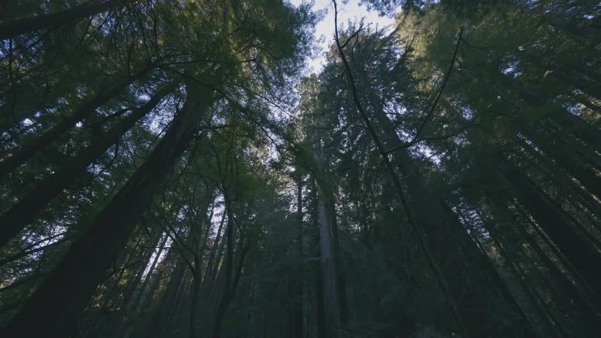 A dense forest of tall trees towards a bright patch of sky
