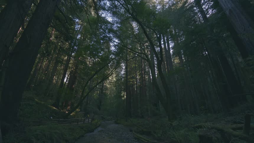 A dimly lit forest scene shows a path winding through tall trees