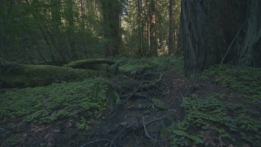 A lush dense forest