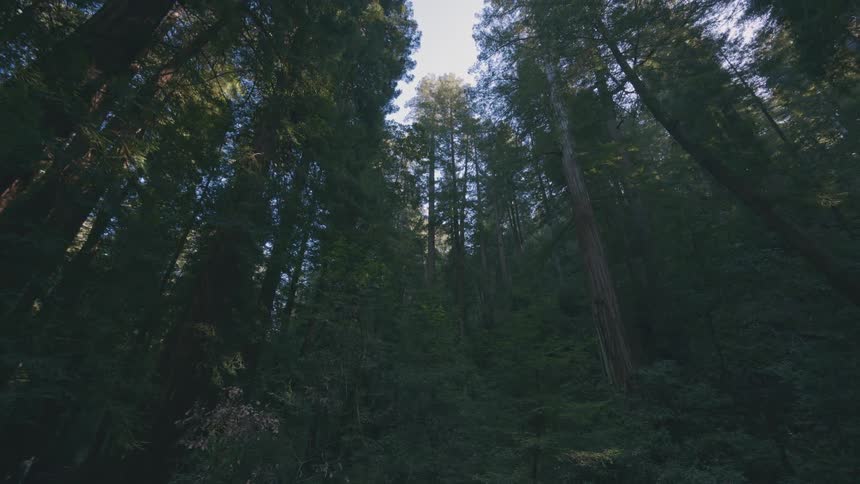 A paved path winds through a dense forest of tall trees with dappled sunlight filtering through the branches