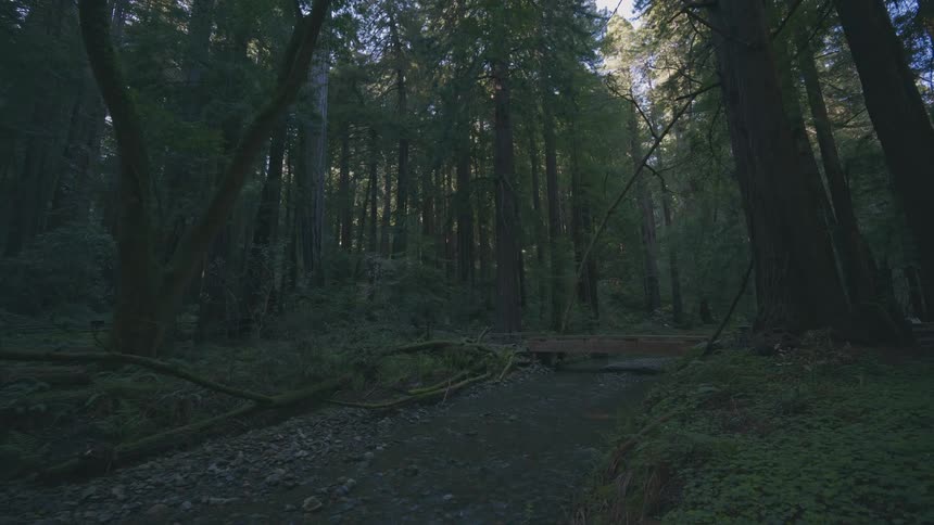 A dimly lit forest scene shows a path winding through tall trees