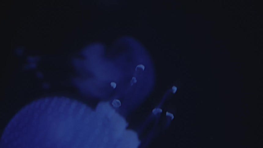 A faintly illuminated translucent jellyfish is visible against a dark background