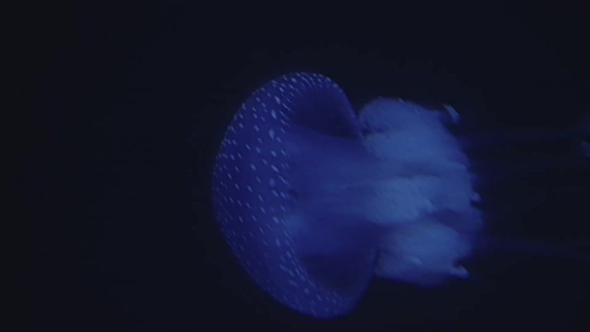 A translucent bluetinged barrel jellyfish swims with a pulsing bell in the dark waters surrounding it moving gracefully