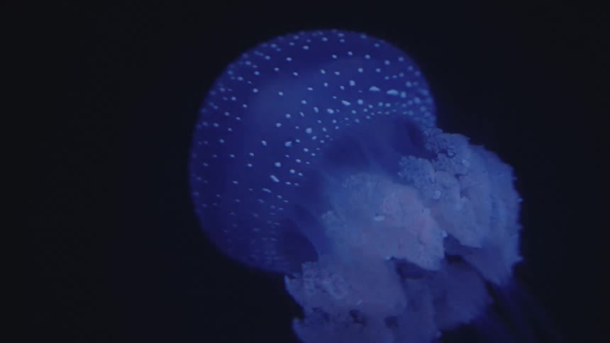 Close up of a jellyfish moving in the dark ocean
