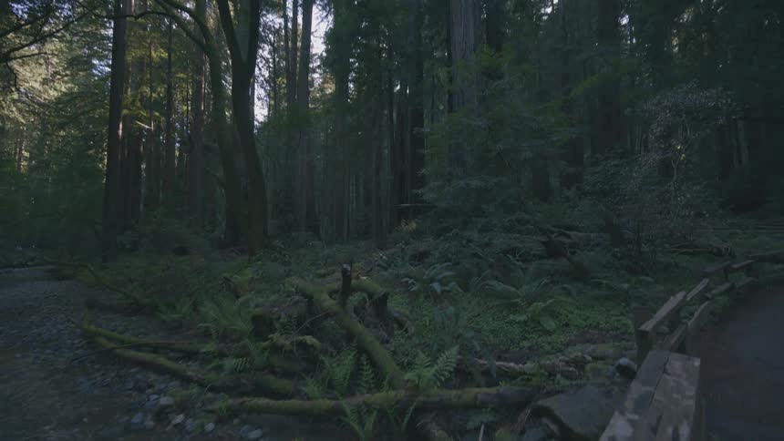A dimly lit forest scene shows a shallow stream flowing over a rocky bed with a wooden bridge railing visible in the foreground