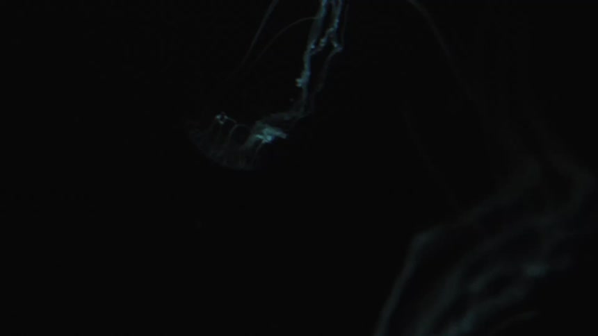 A white translucent jellyfish gracefully swims and floats underwater against a dark background