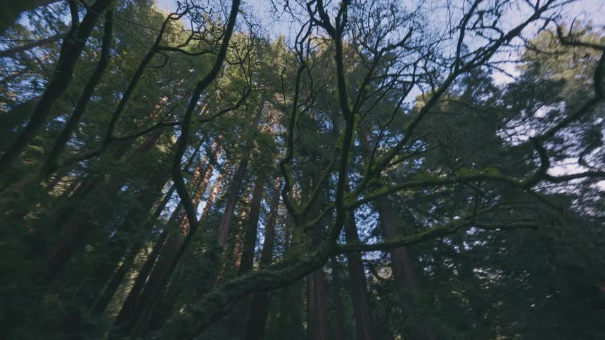 A dense forest of tall trees with bare branches reaching towards a bright sky