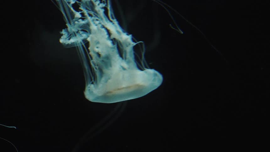 Jellyfish swimming in the deep
