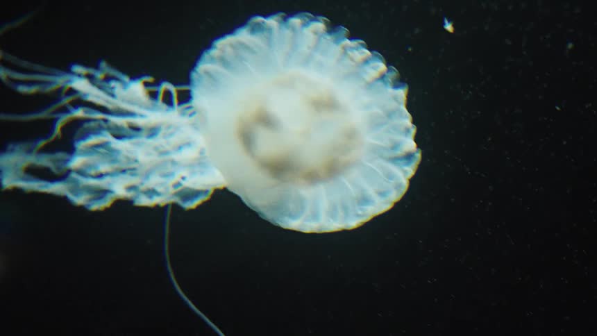 A translucent sea nettle jellyfish chrysaora quinquecirrha gracefully swims its bell pulsating and tentacles trailing in dark water