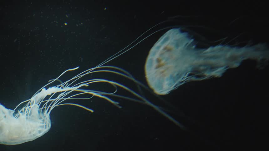 Two jellyfish moving in the ocean