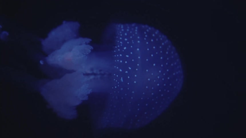 A glowing jellyfish with a domeshaped body and trailing tentacles is illuminated in blue light against a dark background