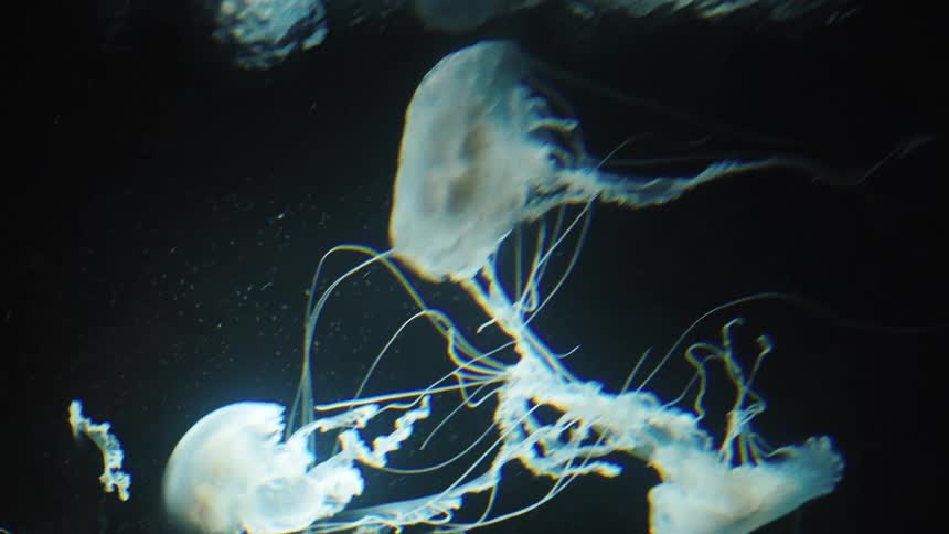 Deep waters reveal jellyfish floating gently