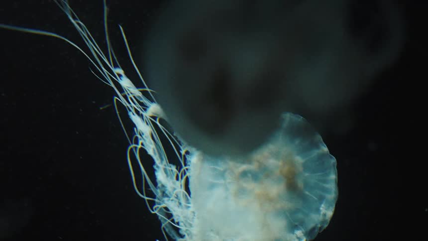 2 blue jellyfish swimming in the seabed