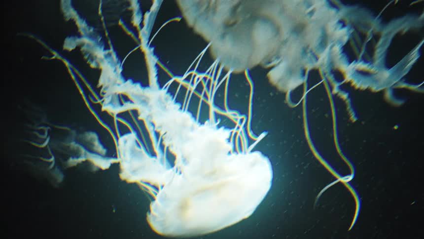A couple jellyfish float