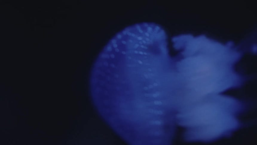 The jellyfish swims in the dark water