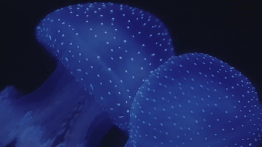 A footage of blue jelly fish