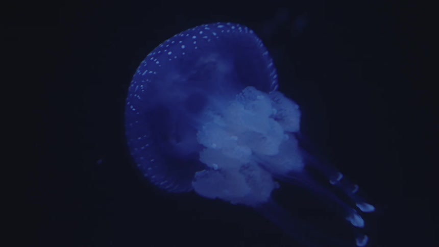Jellyfish moving in a dark ocean