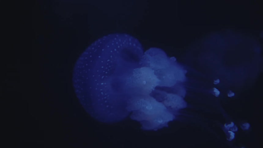 Jellyfish moving through the dark ocean