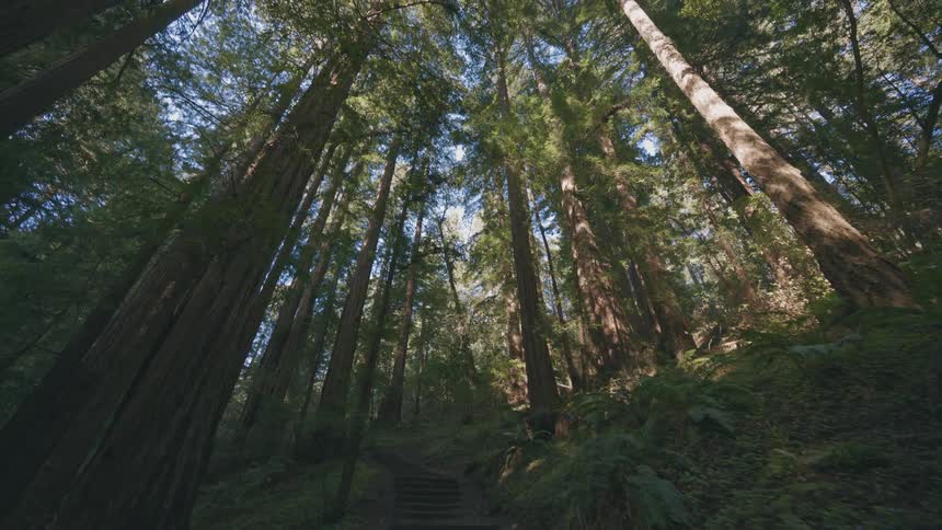 Walking along a forest path
