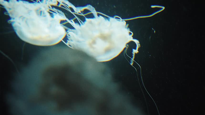White translucent jellyfish gracefully swims and floats underwater against a dark background