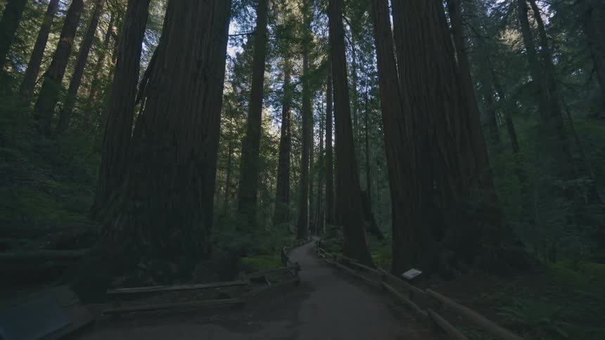 Walking down a forest path