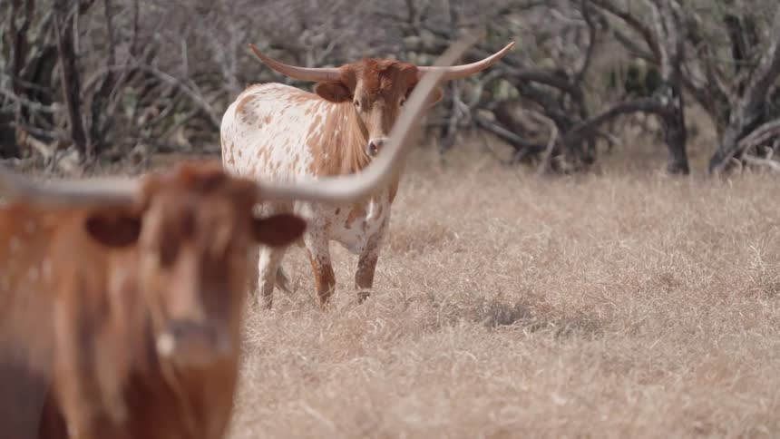 The bulls stand in the grass on a windy day