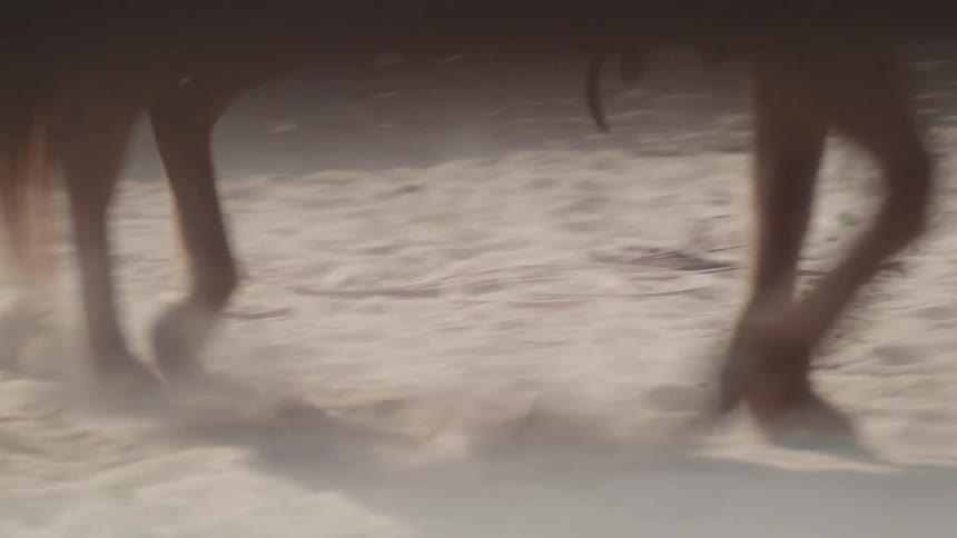 The horse is walking in circles kicking up dust with every step it takes
