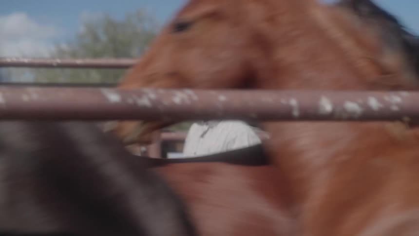 A group of horses are being guided into a pen on a ranch with a fence and a blurred background of trees and sky