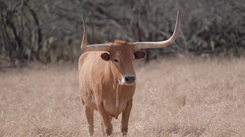 A bull standing in a field