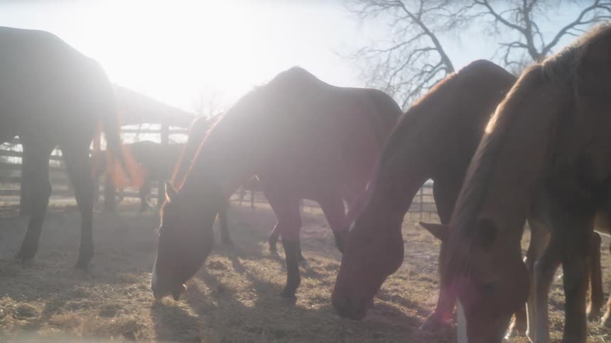 Several horses graze on dry grass in a sunlit field