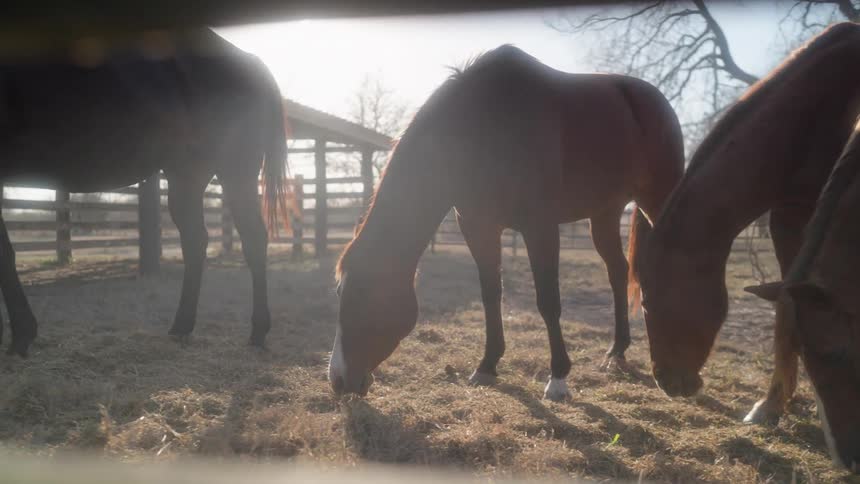 Horses graze while standing in a corral bordered by leafless trees