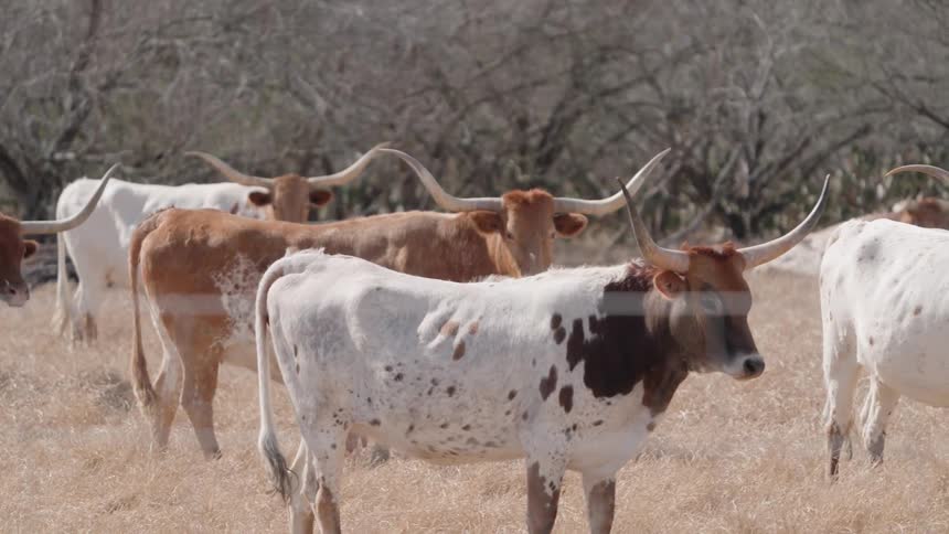 A herd of cattle