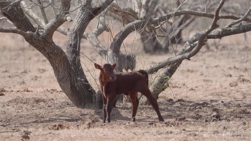 A young brown calf stands in a dry sparsely vegetated field beneath a tree looking to the side as warthog is seen in the background