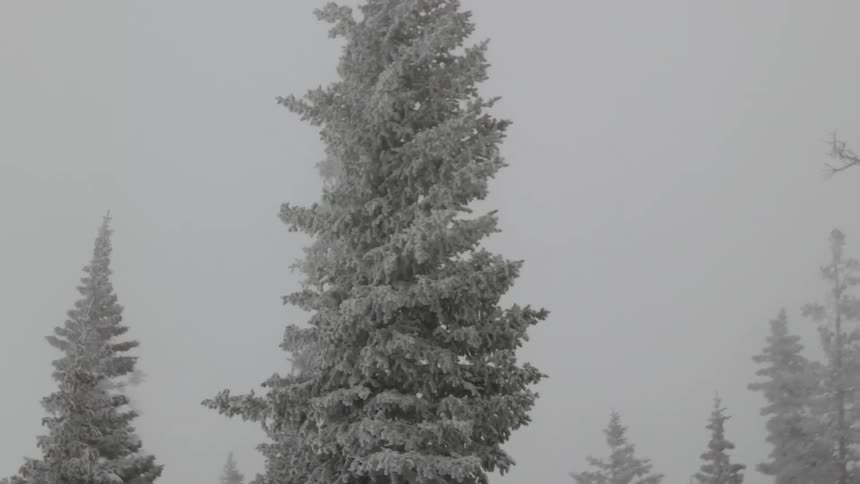 A cluster of snowcovered pine trees stands tall amongst a foggy grey sky their branches heavily laden with fresh snow in low visibility