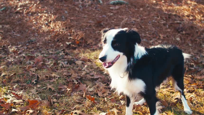Dog releases visible breaths while standing on fallen leaves and watching a soccer ball