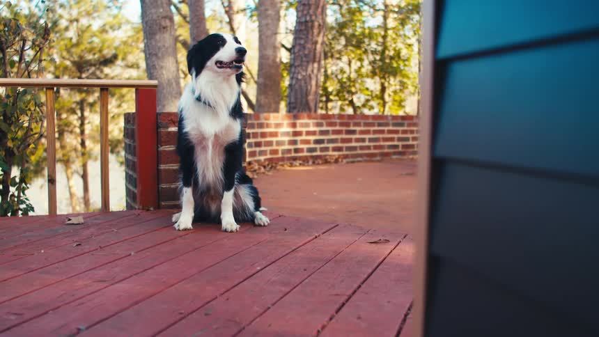 A happy dog wags his tail as he gets up and walks across the deck
