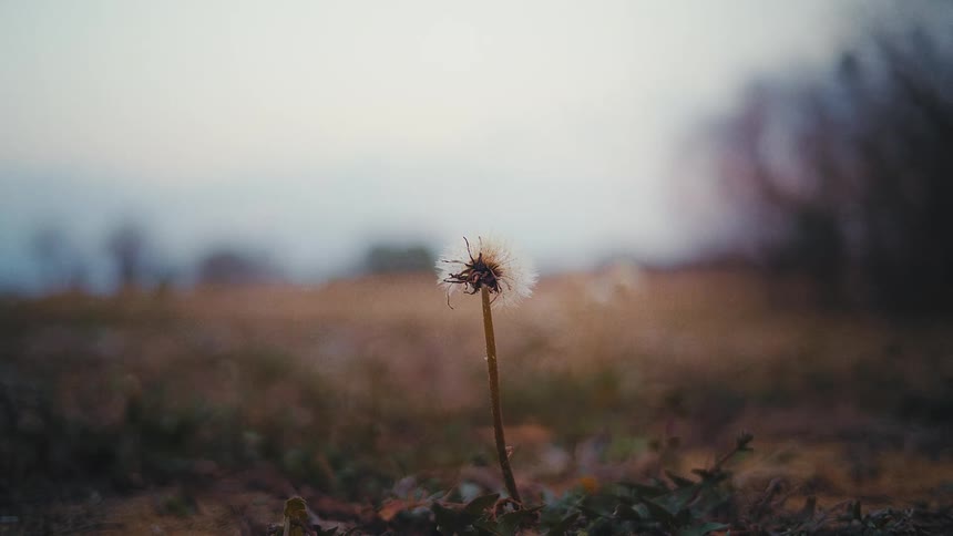 A daffodil with its petals gone