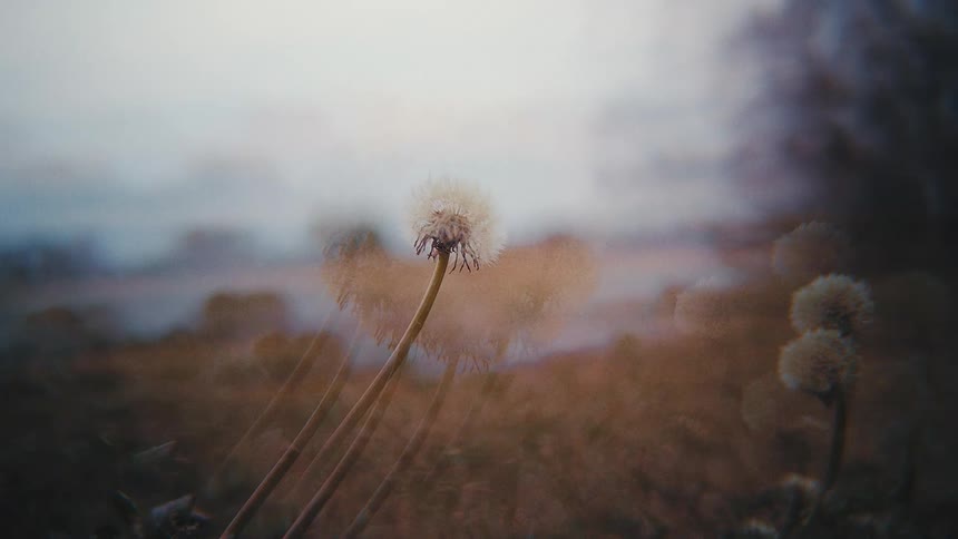 Blurry view of dandelions moving in the breeze on a grass field