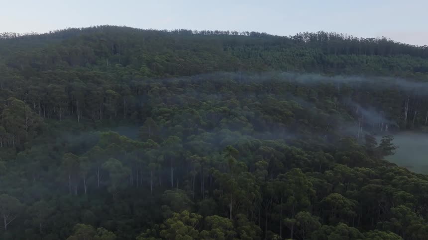 The mountain is totally covered with trees