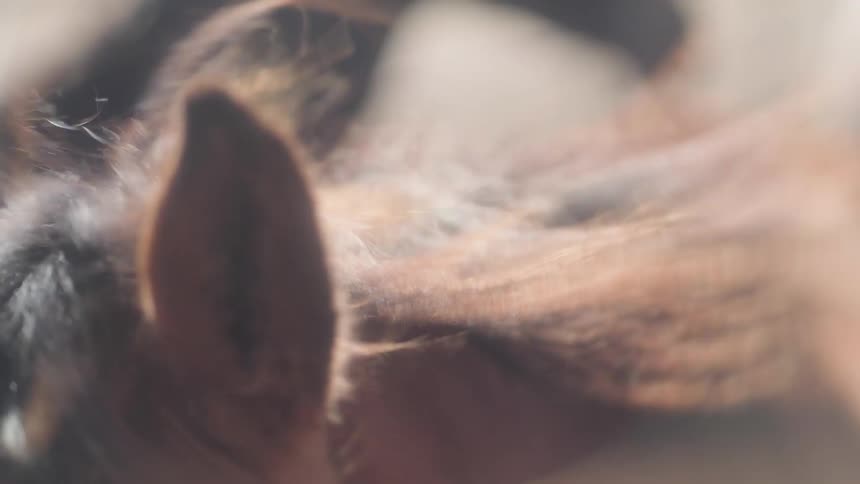 A close up of a horses ear