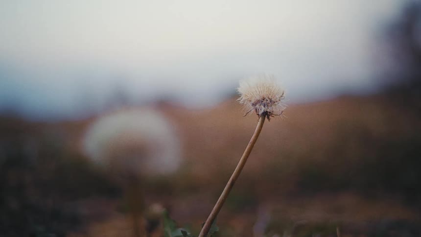 A closeup of a dandelion with a fluffy seedhead sways gently in the wind its stem bending slightly set against a blurred brown and grey background