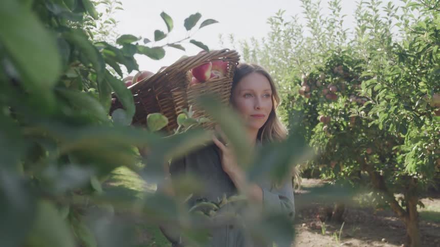 A blonde woman carries a basket of apples on her shoulder while walking through an apple orchard