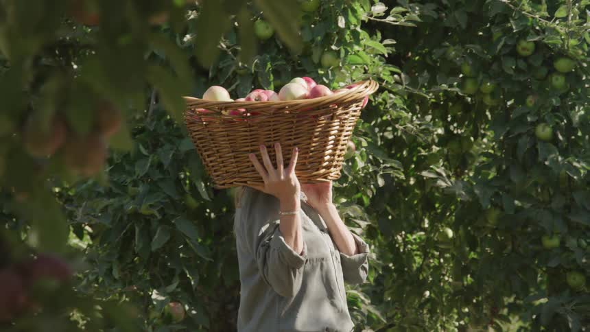Woman carrying a basket of harvested apples through an orchard