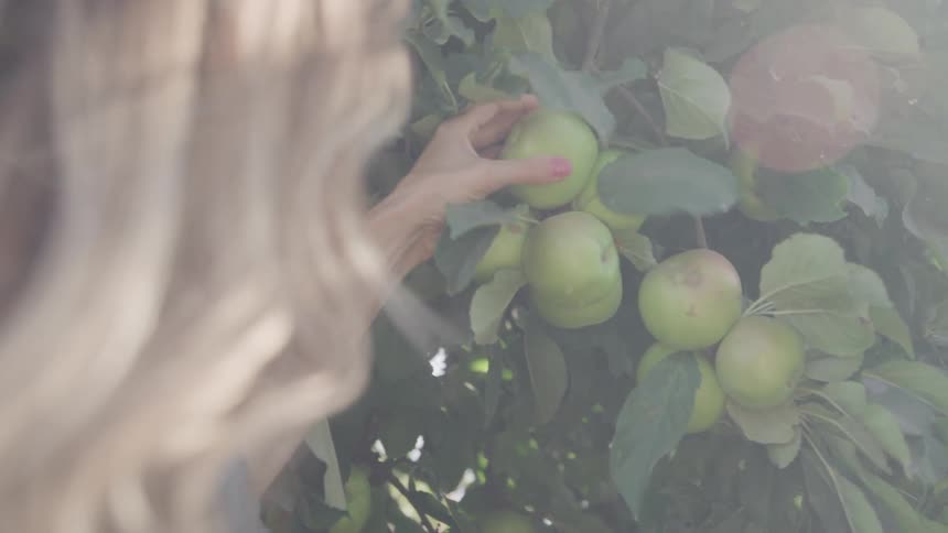 A woman with long hair takes notes while inspecting apples on a bright sunny day