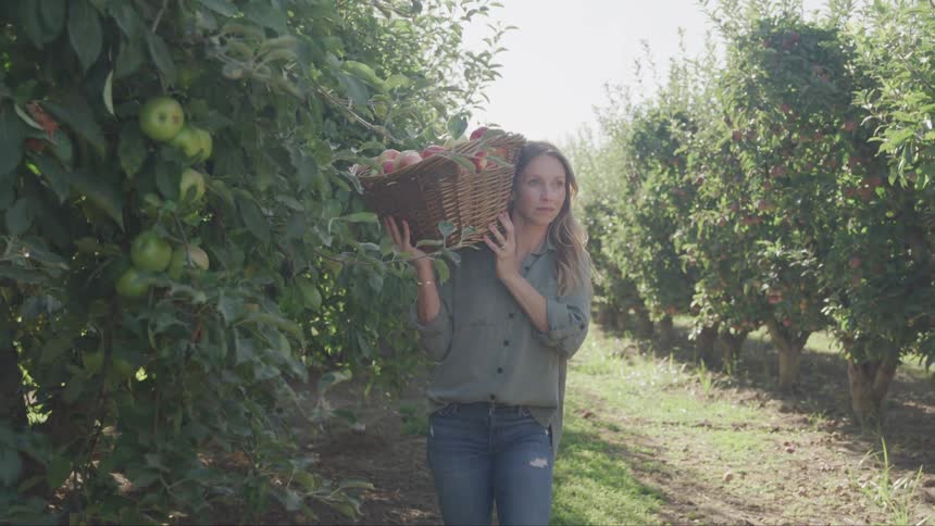 A woman is carrying a basket of apples on her shoulder as she walks through an orchard