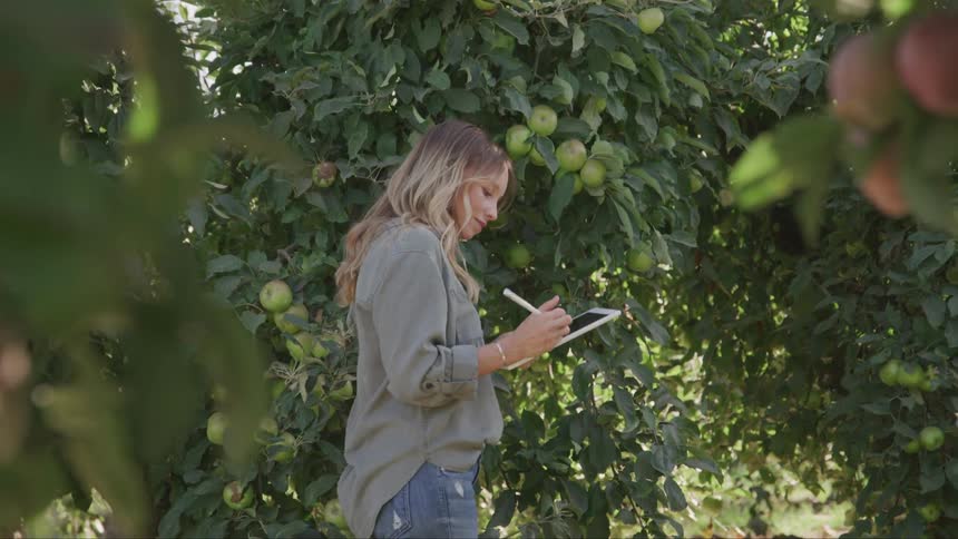 A woman with long hair uses a tablet to take notes while inspecting apples in an orchard