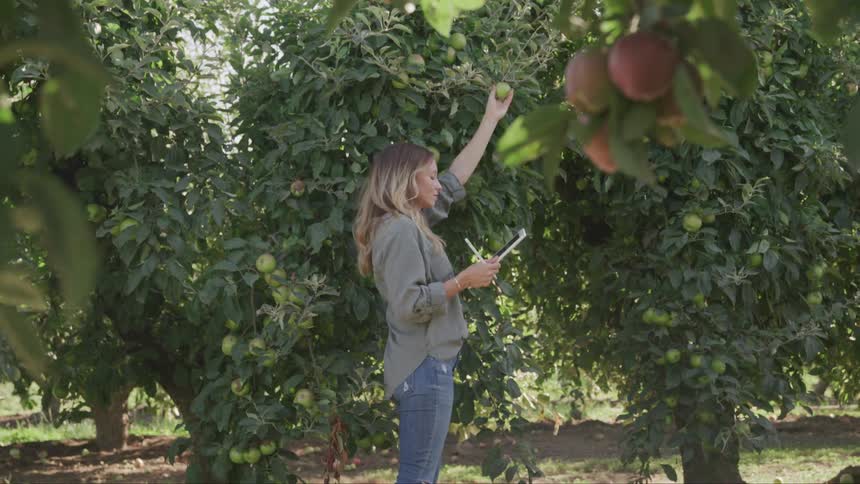 Woman writes something down on a tablet while standing in an apple orchard